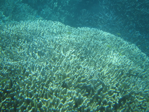 Coral with fish